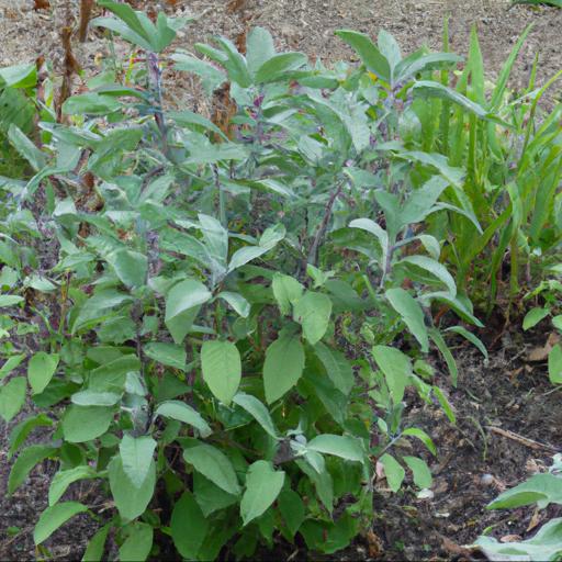 Benefits of growing salvia semiatrata