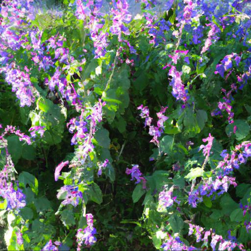 Benefits of growing salvia serenade