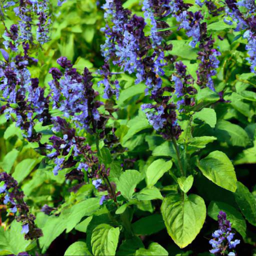 Benefits of growing salvia viridis blue