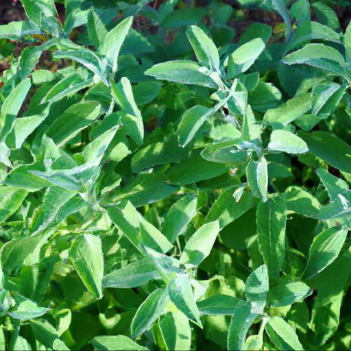 Benefits of growing salvia x jamensis heatwave glimmer