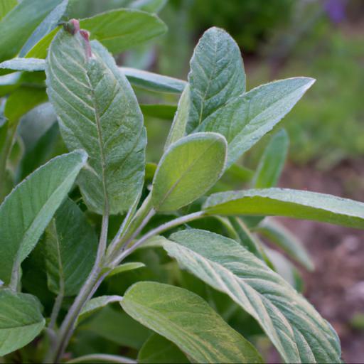 Benefits of growing salvia x jamensis pluenn