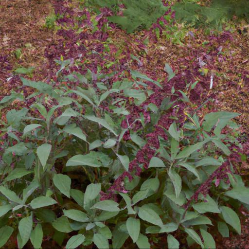 Benefits of growing salvia x jamensis sierra san antonio