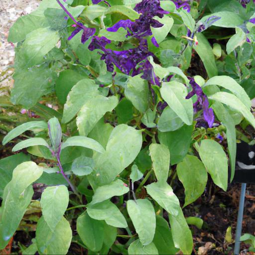 Benefits of growing salvia x jamensis violette de loire