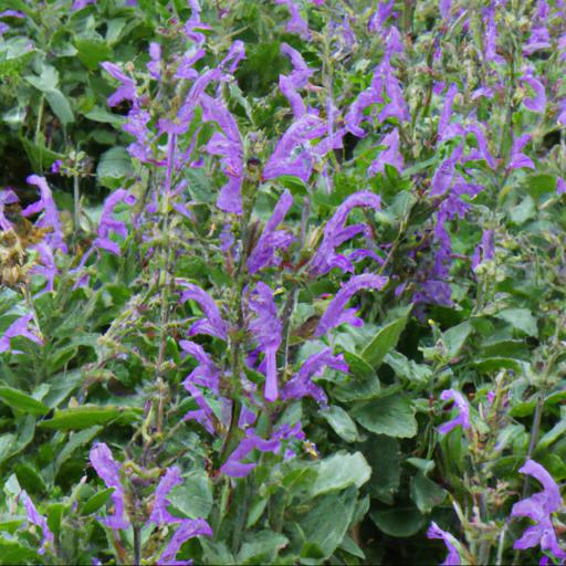 Benefits of growing salvia x sylvestris viola klose