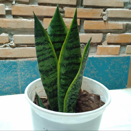 Benefits of growing sansevieria trifasciata