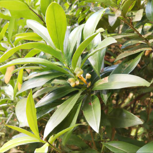 Benefits of growing sarcococca confusa