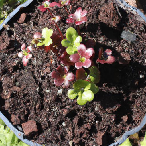 Benefits of growing saxifraga southside seedling