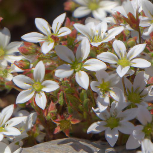 Benefits of growing saxifraga white pixie