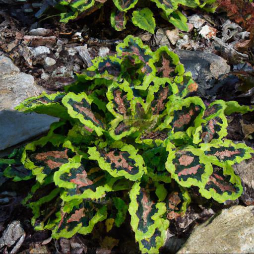 Benefits of growing saxifraga x urbinum variegata