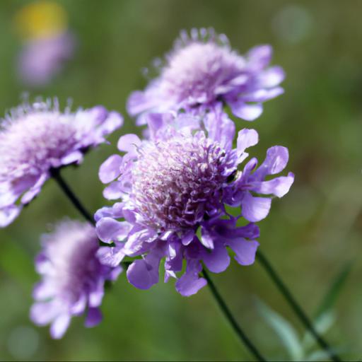 Benefits of growing scabiosa caucasica stäfa