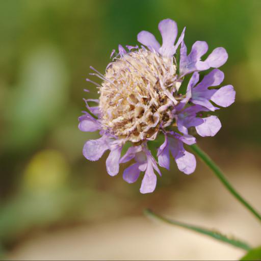 Benefits of growing scabiosa columbaria