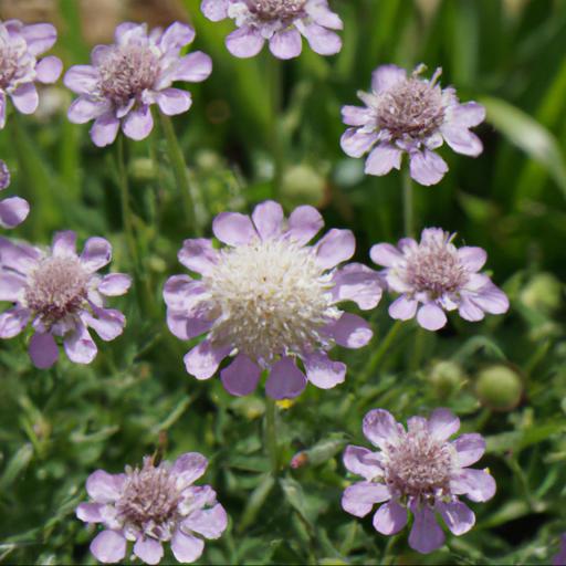 Benefits of growing scabiosa incisa kudo