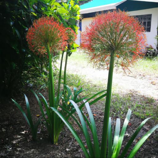 Benefits of growing scadoxus multiflorus