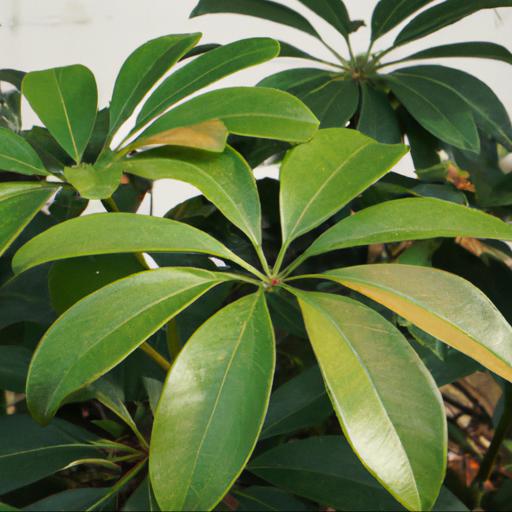 Benefits of growing schefflera rhododendrifolia