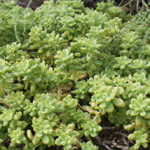 Benefits of growing sedum spathulifolium cape blanco