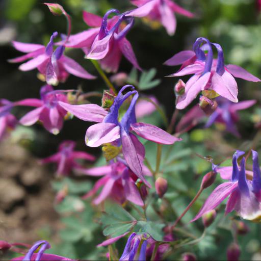 Benefits of growing semiaquilegia sugar plum fairy