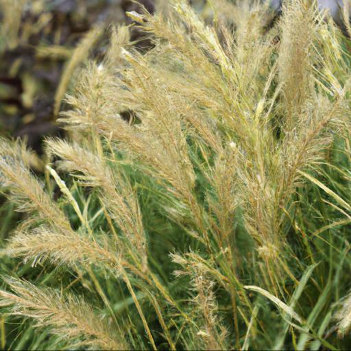 Benefits of growing sesleria caerulea