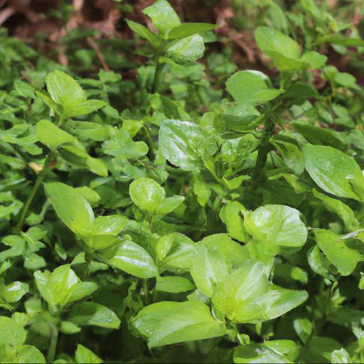 Benefits of growing shade loving herbs