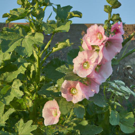 Benefits of growing sidalcea elsie heugh