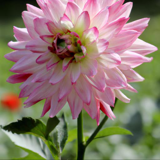 Benefits of growing single flowered dahlias