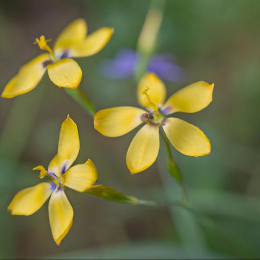 Benefits of growing sisyrinchium striatum