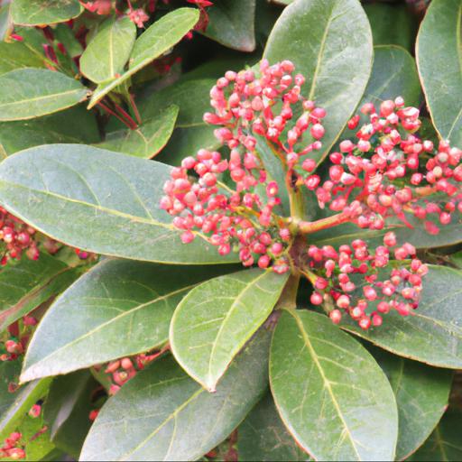 Benefits of growing skimmia japonica rubella