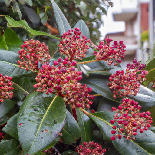 Benefits of growing skimmia japonica subsp