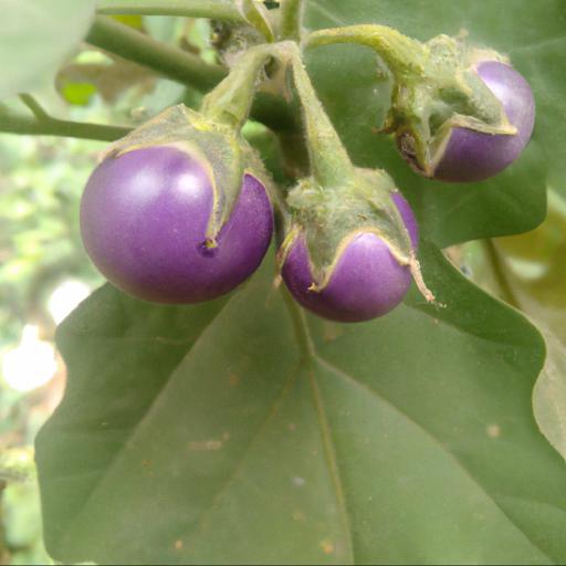 Benefits of growing solanum crispum glasnevin