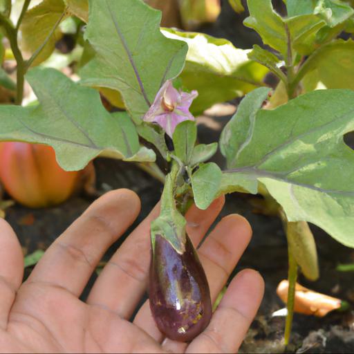 Benefits of growing solanum melongena little fingers