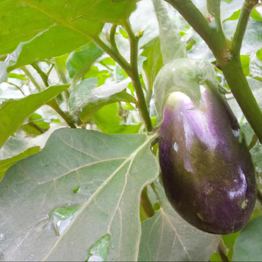 Benefits of growing solanum melongena moneymaker