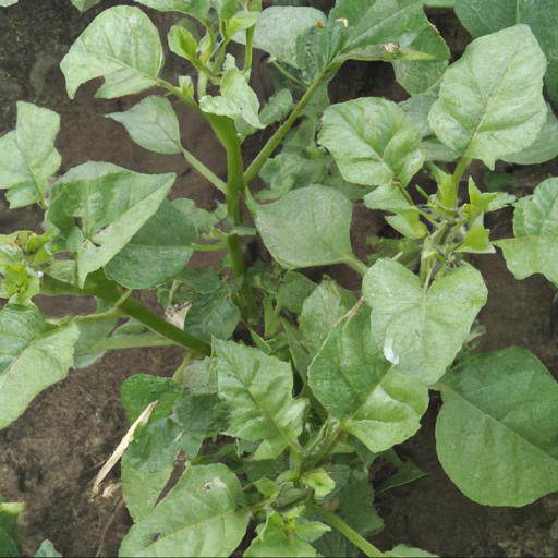 Benefits of growing solanum tuberosum rocket