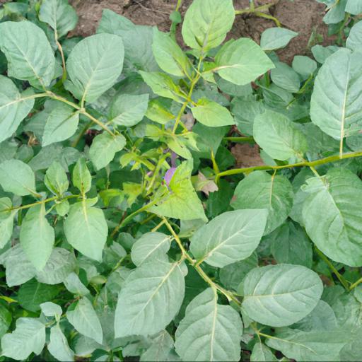 Benefits of growing solanum tuberosum sarpo mira