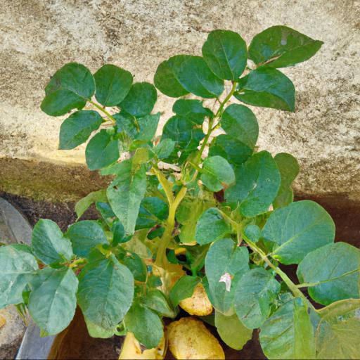 Benefits of growing solanum tuberosum swift