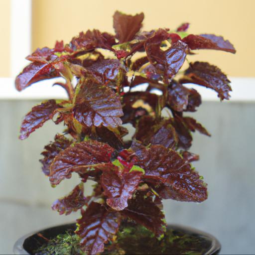 Benefits of growing solenostemon chocolate mint