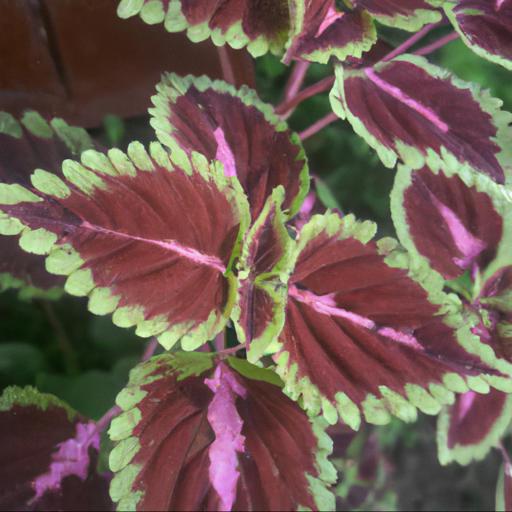 Benefits of growing solenostemon trusty rusty