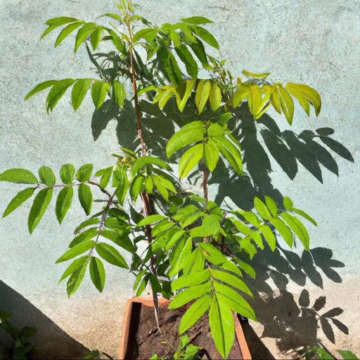 Benefits of growing sorbaria sorbifolia sem