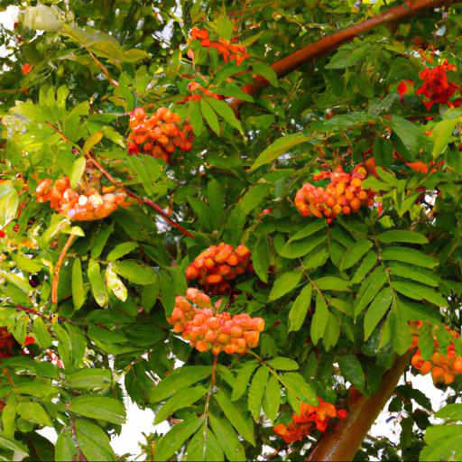 Benefits of growing sorbus aria