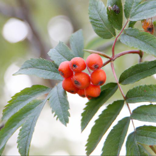 Benefits of growing sorbus eastern promise