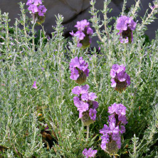 Benefits of growing sphaeralcea hopleys lavender