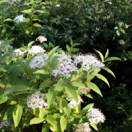 Benefits of growing spiraea japonica albiflora