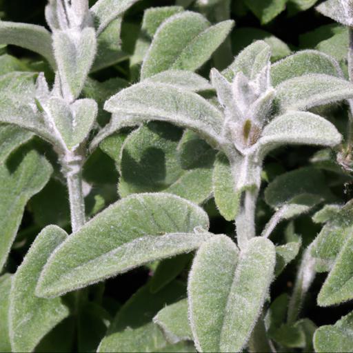 Benefits of growing stachys byzantina countess helen von stein