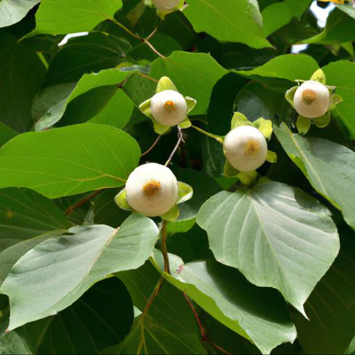 Benefits of growing stewartia monadelpha