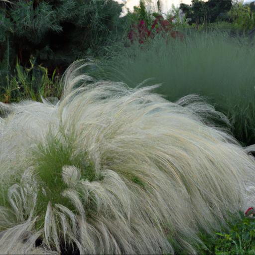 Benefits of growing stipa gigantea