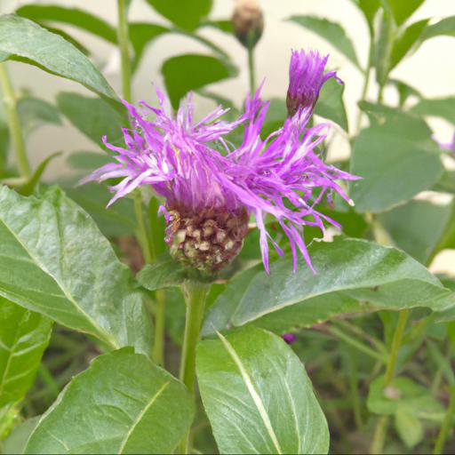 Benefits of growing stokesia laevis klaus jelitto