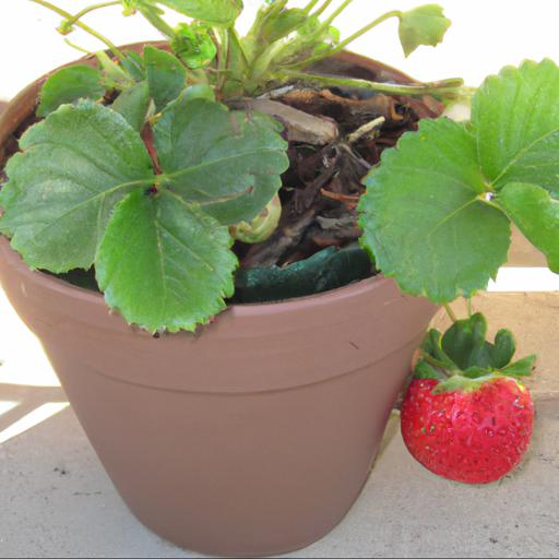 Benefits of growing strawberries in planters and containers