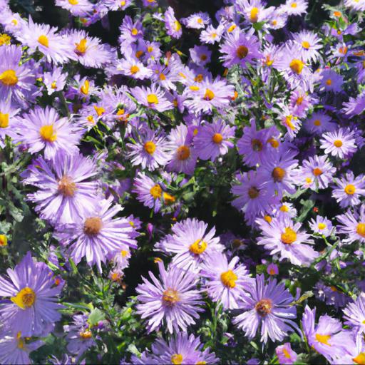 Benefits of growing symphyotrichum little carlow