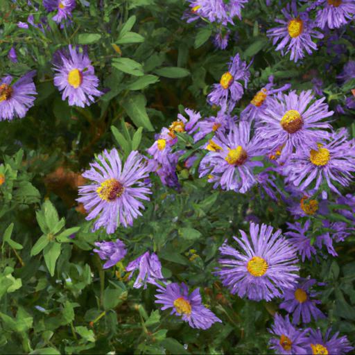 Benefits of growing symphyotrichum novi belgii algars pride