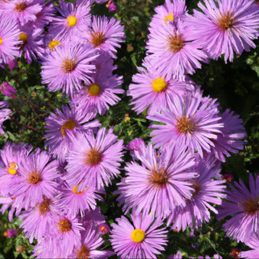 Benefits of growing symphyotrichum novi belgii royal ruby