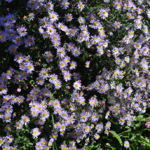 Benefits of growing symphyotrichum novi belgii tonga