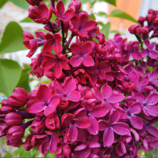 Benefits of growing syringa red pixie